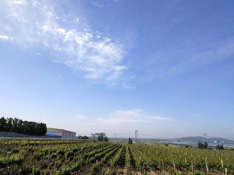 喝红酒，喝出魅力，成为不老的传说！！